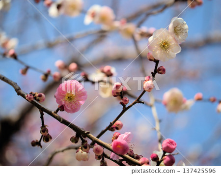 The beautiful plum tree "Omoi no Mama" bloomed in March. The beautiful plum tree "Omoi no Mama" bloomed in March. 137425596