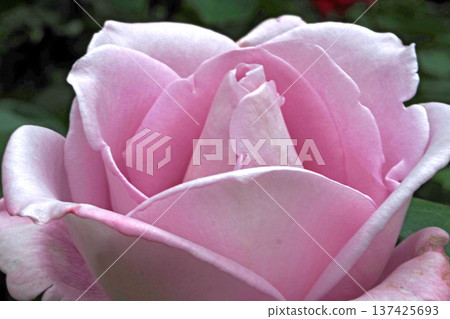 Roses in the Garden of Hatoyama Kaikan (Blue Moon) (Bunkyo-ku, Tokyo) 137425693