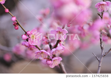 歡迎來到春天 歡迎來到春天 137425838