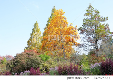 Yellow leaves of tulip tree 137425845