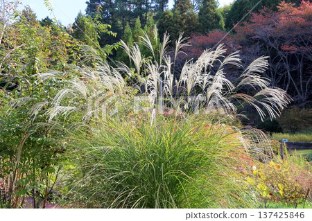 Pampas grass flower spikes - one of the seven autumn herbs Pampas grass flower spikes - one of the seven autumn herbs 137425846