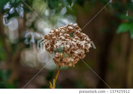 冬季花園裡的乾繡球花 冬季花園裡的乾繡球花 137425912
