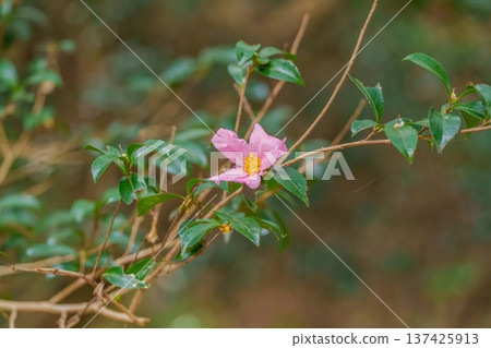 Pink camellia flowers blooming in a winter garden, close-up of nature Pink camellia flowers blooming in a winter garden, close-up of nature 137425913