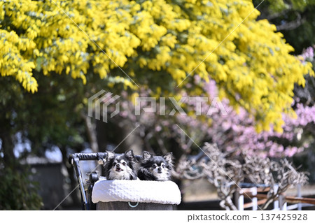A spring walk with mimosas and Kawazu cherry blossoms in full bloom and two Chihuahuas A spring walk with mimosas and Kawazu cherry blossoms in full bloom and two Chihuahuas 137425928