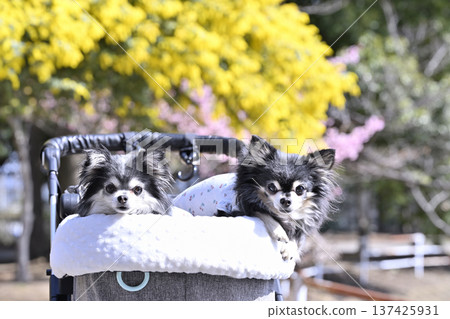 A spring walk with mimosas and Kawazu cherry blossoms in full bloom and two Chihuahuas A spring walk with mimosas and Kawazu cherry blossoms in full bloom and two Chihuahuas 137425931