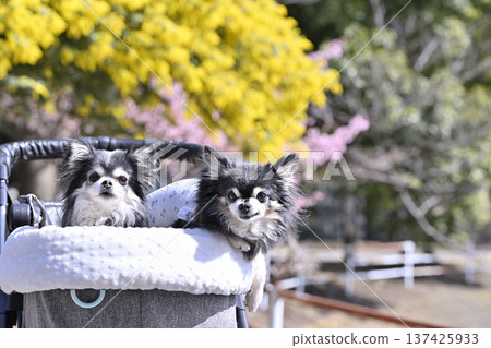 A spring walk with mimosas and Kawazu cherry blossoms in full bloom and two Chihuahuas A spring walk with mimosas and Kawazu cherry blossoms in full bloom and two Chihuahuas 137425933