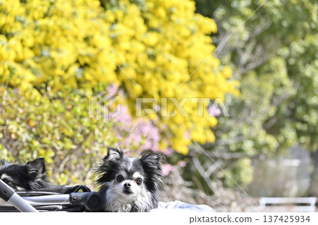 A spring walk with mimosas and Kawazu cherry blossoms in full bloom and two Chihuahuas A spring walk with mimosas and Kawazu cherry blossoms in full bloom and two Chihuahuas 137425934