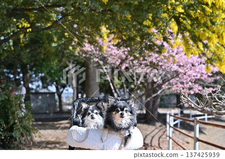 春日漫步，伴隨著含羞草、盛開的河津櫻花和兩隻吉娃娃。 137425939