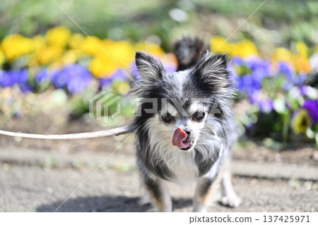 吉娃娃的春日漫步 吉娃娃的春日漫步 137425971