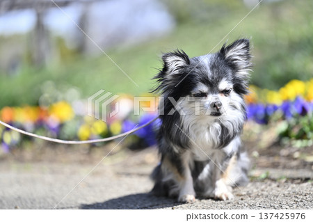 吉娃娃的春日漫步 吉娃娃的春日漫步 137425976