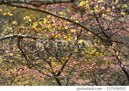 閃閃發光的黃色臘梅花 137426042