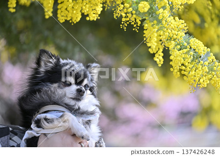 Owner enjoying spring with senior dog Chihuahua Senior dog High senior 137426248