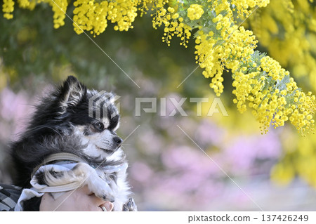 Owner enjoying spring with senior dog Chihuahua Senior dog High senior Owner enjoying spring with senior dog Chihuahua Senior dog High senior 137426249