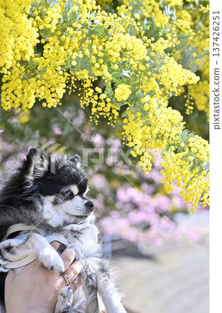 主人與年長的吉娃娃犬一起享受春天 老年犬 高齡 主人與年長的吉娃娃犬一起享受春天 老年犬 高齡 137426251