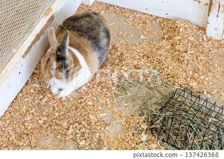 成田夢幻農場八月可愛兔子 成田夢幻農場八月可愛兔子 137426368