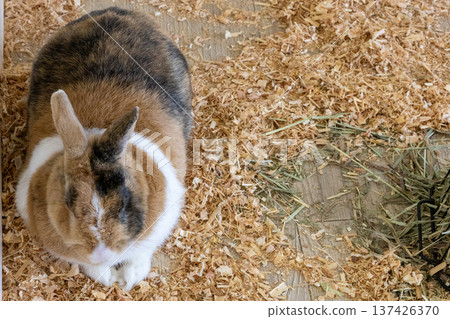 Narita Dream Farm August Cute Rabbits Narita Dream Farm August Cute Rabbits 137426370