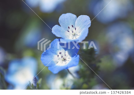 Nemophila Nemophila 137426384