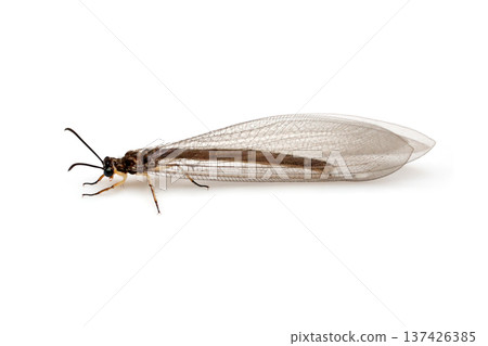 Ustar Cowgrow 137426385