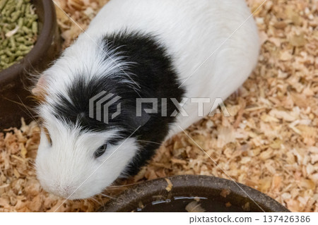 成田夢幻農場八月可愛豚鼠 137426386
