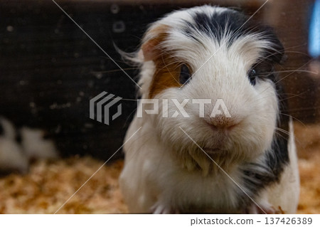 Narita Dream Farm August Cute Guinea Pigs Narita Dream Farm August Cute Guinea Pigs 137426389
