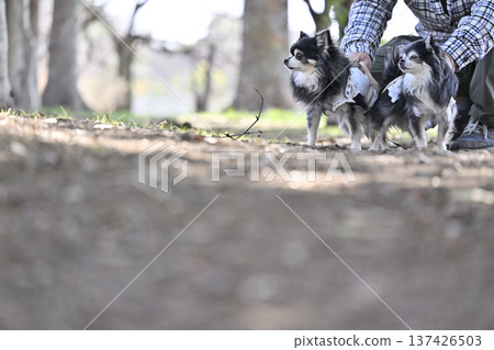 A male owner walking two Chihuahuas 137426503