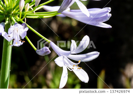 百子花 137426974