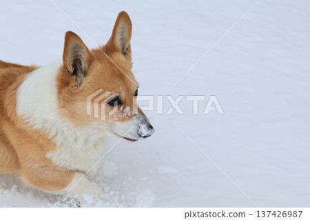 走在雪的狗 走在雪的狗 137426987