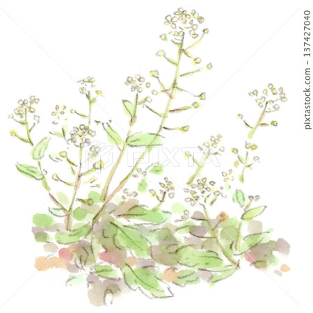 Watercolor illustration of early spring to spring plant, shepherd's purse (shepherd's purse) Watercolor illustration of early spring to spring plant, shepherd's purse (shepherd's purse) 137427040
