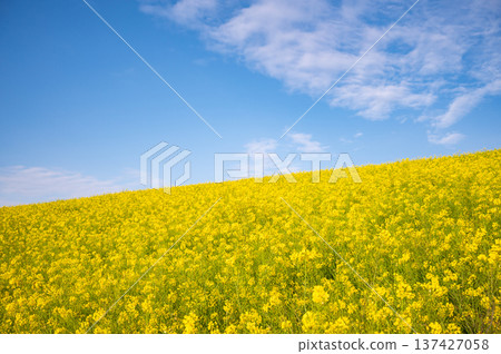 A riverbank where rape blossoms bloom A riverbank where rape blossoms bloom 137427058