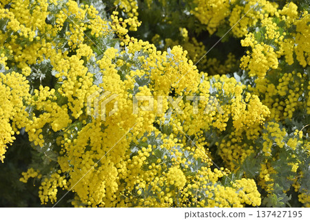 Fluffy and fluffy mimosa in full bloom Fluffy and fluffy mimosa in full bloom 137427195
