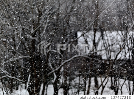 森林深處的一座山間小屋，最後的雪還在飄落。 137427218