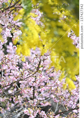 Mimosa and Kawazu cherry blossoms in full bloom Mimosa and Kawazu cherry blossoms in full bloom 137427342
