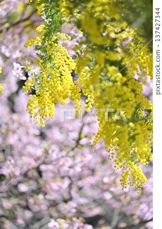 Mimosa and Kawazu cherry blossoms in full bloom 137427344