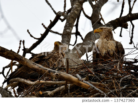Nesting white-tailed eagles Nesting white-tailed eagles 137427360