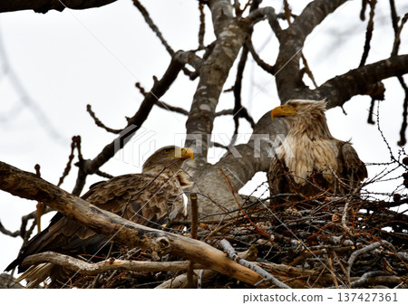 Nesting white-tailed eagles Nesting white-tailed eagles 137427361