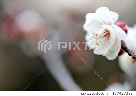 Umebayashi Park I saw someday Umebayashi Park I saw someday 137427382