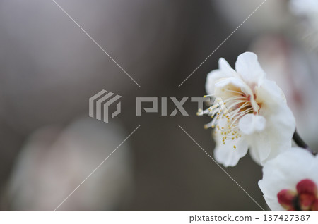 Umebayashi Park I saw someday Umebayashi Park I saw someday 137427387