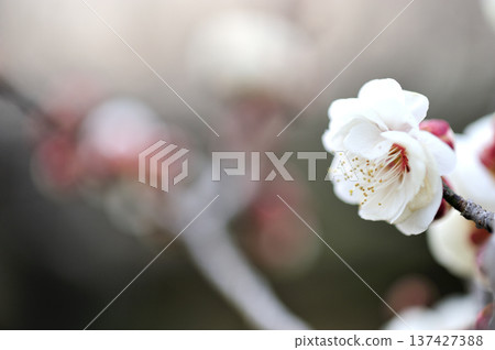 某天看到的梅林公園 某天看到的梅林公園 137427388