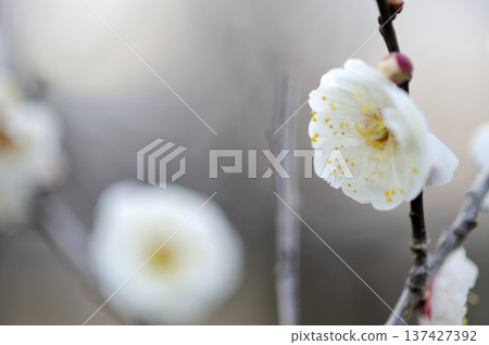 Umebayashi Park I saw someday Umebayashi Park I saw someday 137427392