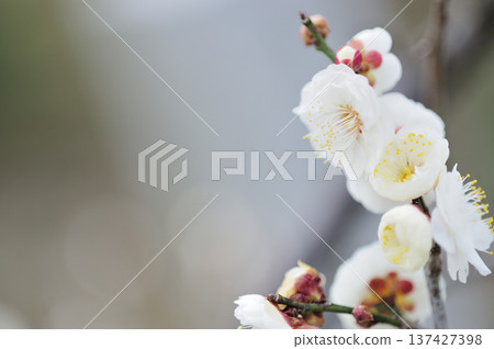 Umebayashi Park I saw someday Umebayashi Park I saw someday 137427398