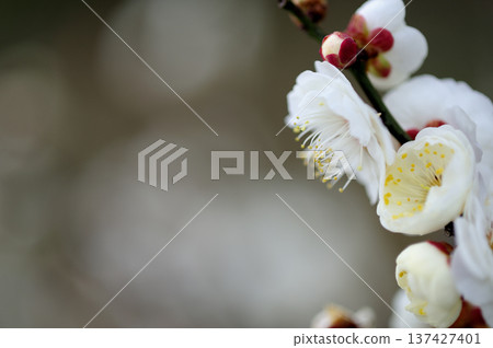 Umebayashi Park I saw someday 137427401