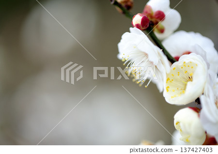 Umebayashi Park I saw someday 137427403