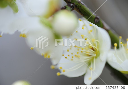 Umebayashi Park I saw someday Umebayashi Park I saw someday 137427408