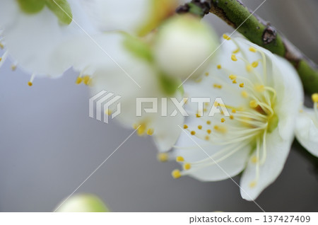 Umebayashi Park I saw someday 137427409