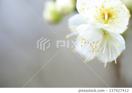 某天看到的梅林公園 某天看到的梅林公園 137427412