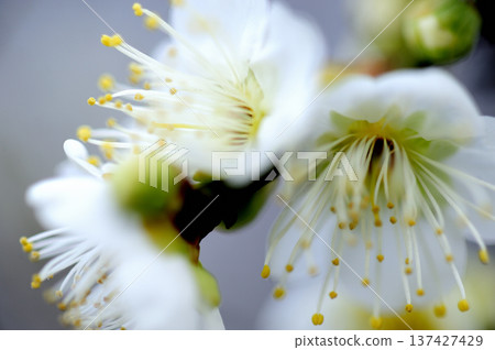 Umebayashi Park I saw someday 137427429