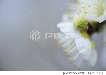 Umebayashi Park I saw someday 137427431