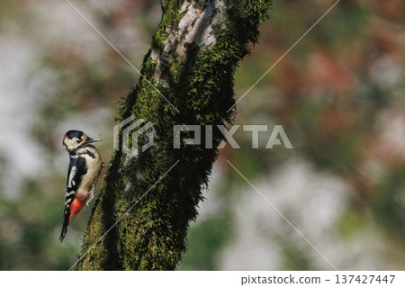 Great spotted woodpecker aiming for prey Great spotted woodpecker aiming for prey 137427447