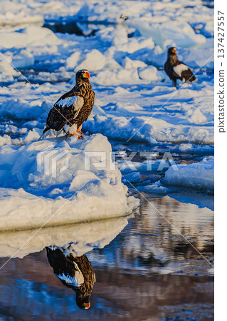 一隻虎頭海雕站在浮冰上，倒映在水面上（北海道冬季野生動物） 137427557