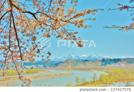 信濃川沿岸櫻花盛開，越後三山白雪皚皚 137427578